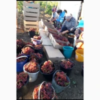 Продам виноград столовых сортов