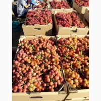 Продам виноград столовых сортов