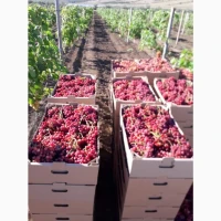Продам виноград столовых сортов
