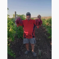 Продам виноград столовых сортов