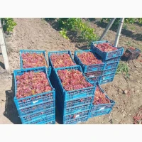 Продам виноград столовых сортов