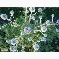 Семена и саженцы Мордовник шароголовый( крутай, головатень) медоносы Украина