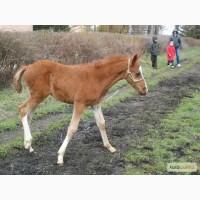 Продам Лоша