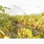 Продам овочі: помідор, огірок, кабачок, кріп, петрушка, салат, рукола