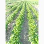 Продам овочі: помідор, огірок, кабачок, кріп, петрушка, салат, рукола