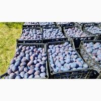 Продам сливу