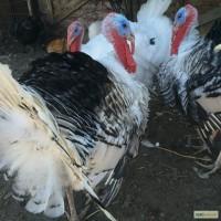 Продам инкубационое яйцо
