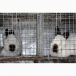 Продам кроликов порода Калифорния