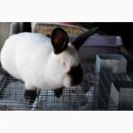 Продам кроликов порода Калифорния