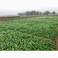 Продам Шпинат оптом