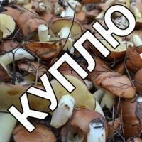 Куплю грибы мяслята солёно-варёные от 500 кг