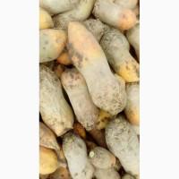 Продам кормовий буряк