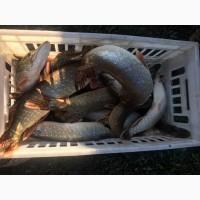 Продам рыбу: Карп, Карась, Щука, Амур, Толстолоб