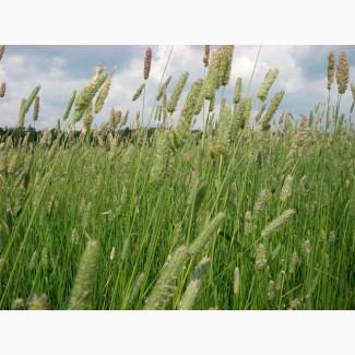 Тимофеевка луговая семена