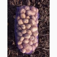 Продам картофель Аризона