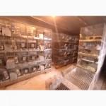 Продам шиншилл