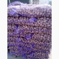 Продом картоплю ГРЕНАДА