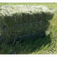 Сено луговое