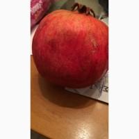 Продам Гранат большим оптом от производителя