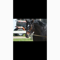 Дорогой подарок, Жеребец, лошадь, конь