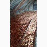 Продам Лук Севок, Арпажик, сорт Штутгарт