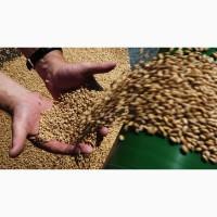 Продам Зерно