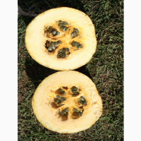 Продам семена масляной тыквы ГЛ РУСТИКАЛ, RWA, Австрия