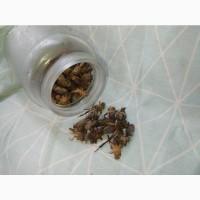 Корм для стрижа. Еда для стрижа