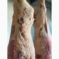 Продам говядину полу туши и на кости от производителя с 20 тонн. Кроме Европы
