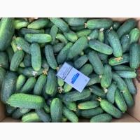 Продам огурец полевой, сорт Надежда, любая форма оплаты.Самовывоз