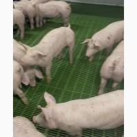 Реалізуємо поросят (молодняк)