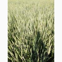 Продам насіння пшениці ярої «ШАРКІ» 2реп