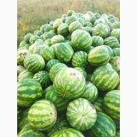 Продам солодкий смачний кавун Продюсер