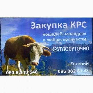 ДОРОГО Корови на тримання та Мясо