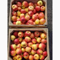 Оптові продажі яблук: Симиренко, Голден, Джонаголд, Айдаред