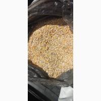 Підприємство купує побічний продукт обо зерновідходи кукурудзи