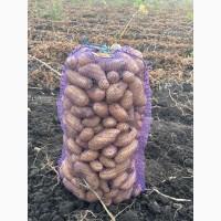 Продам картоплю Гранада