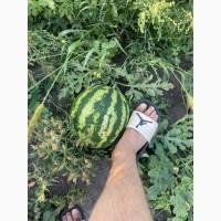 Продам кавун арбуз оптом с поля