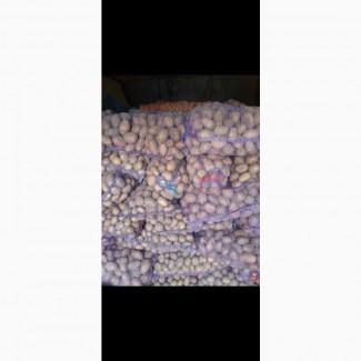 Продам НАСІНЕВУ картоплю