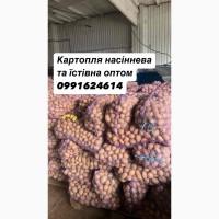 Картопля насіннева