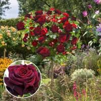 Саджанці троянд на штамбі Блек Баккара