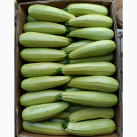 Продам кабачок с поля 15 грн