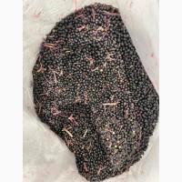 Продамо ягоди бузини з холодильника - від 10 тонн