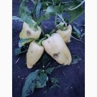 Перец на переработку полет