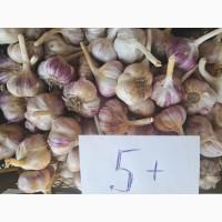 Продам часник Любаша