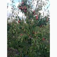 Продам грушу