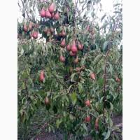 Продам грушу