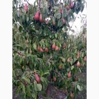 Продам грушу