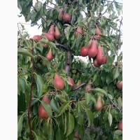 Продам грушу