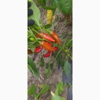 Продам гіркий перець